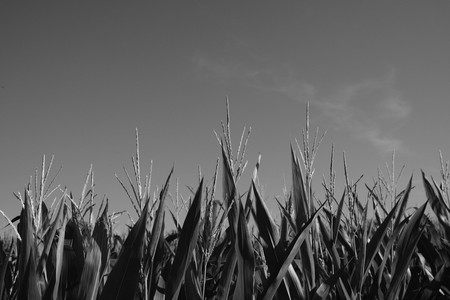 DSCF0028.JPG