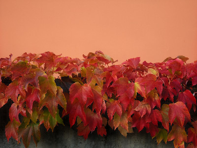 DSCF0033.JPG