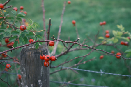 DSCF0056.JPG
