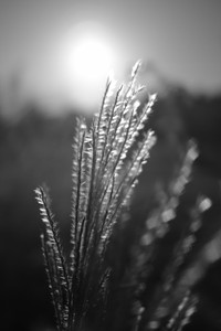 DSCF0162.JPG