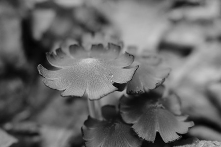 DSCF0295.JPG