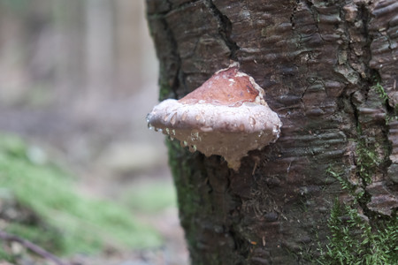 DSCF0514.JPG