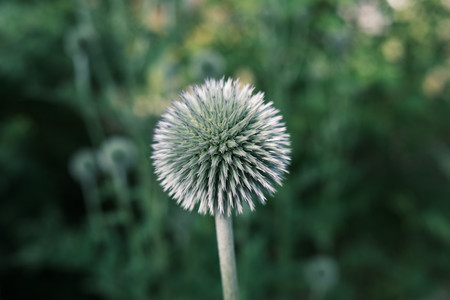 DSCF1681.JPG