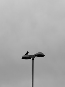 IMG_1020.jpeg