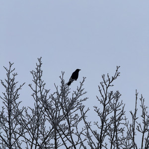 IMG_1490.jpeg