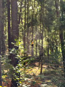 IMG_6821.jpeg
